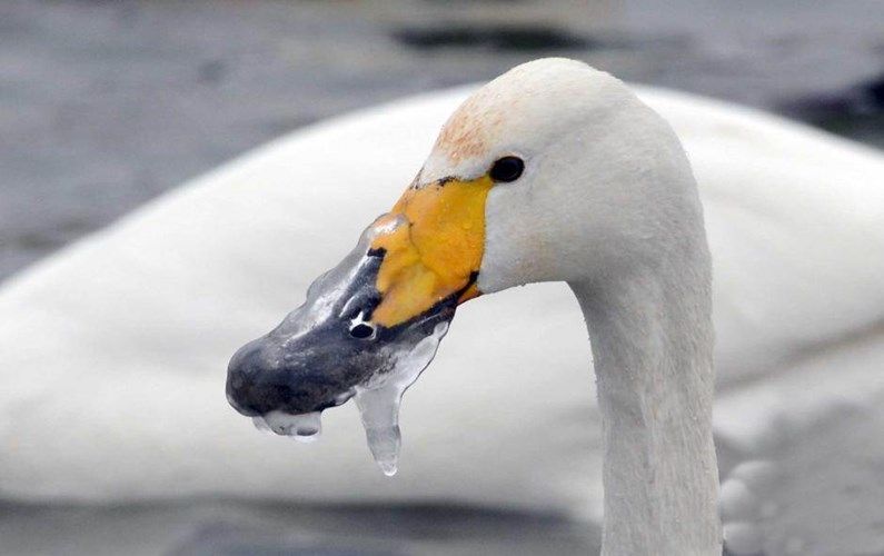 Лебедь слишком долго хлебал ледяную воду