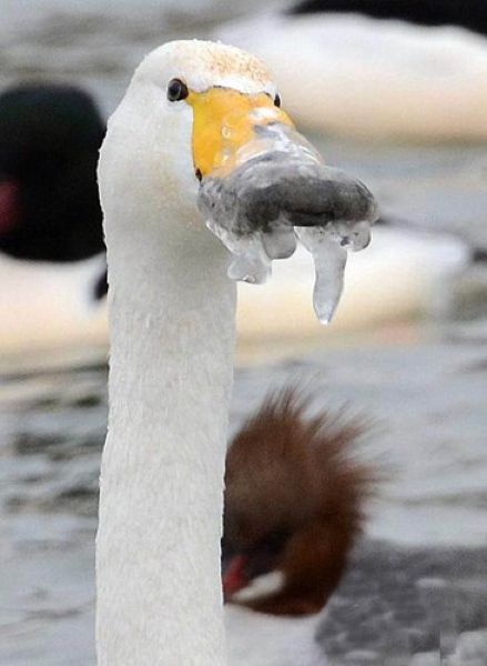 Лебедь слишком долго хлебал ледяную воду