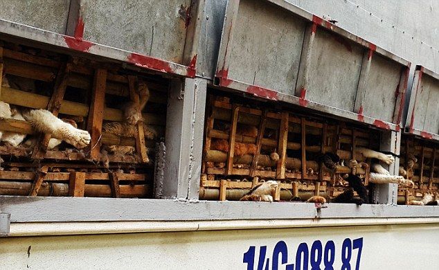 Как поступить с полным грузовиком кошек, не доехавшим до вьетнамских ресторанов