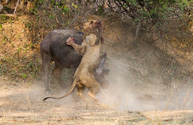 Льва убивает, когда буйвол отказывается становиться обедом