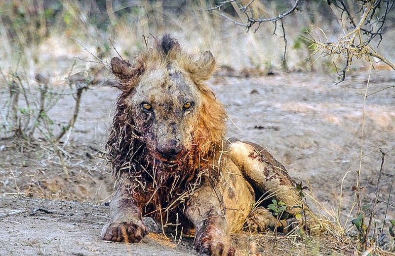 Льва убивает, когда буйвол отказывается становиться обедом