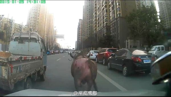 Погоня за сбежавшим азиатским буйволом по городу