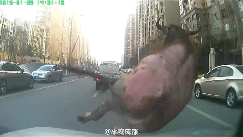 Погоня за сбежавшим азиатским буйволом по городу