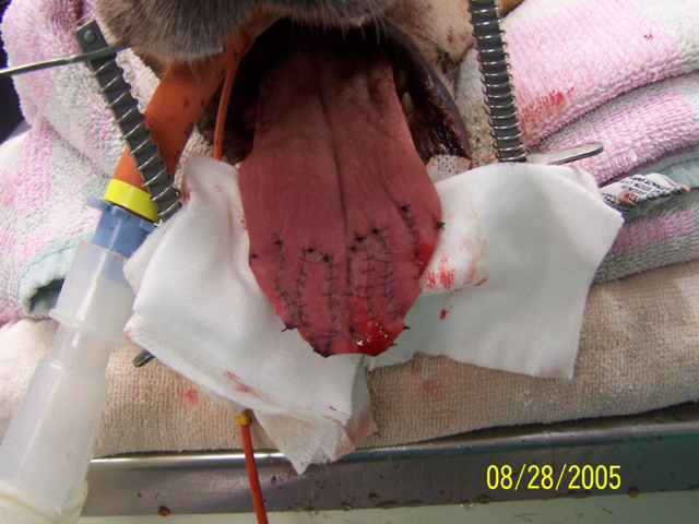 Любопытный пес засунул язык в офисный шредер