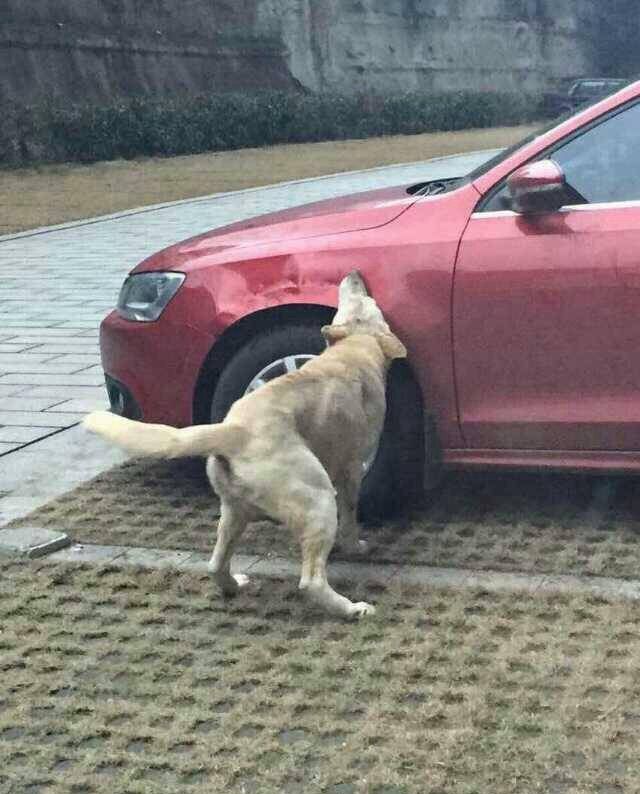 Когда дворняге нечего жрать, для нее и машина - деликатес