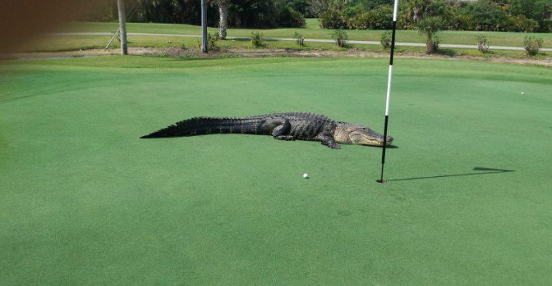 Играть в гольф во Флориде - экстремальное развлечение