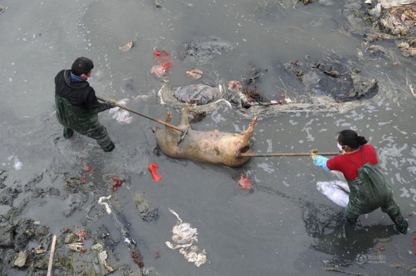 Десятки разложившихся трупов свиней обнаружены в китайской реке