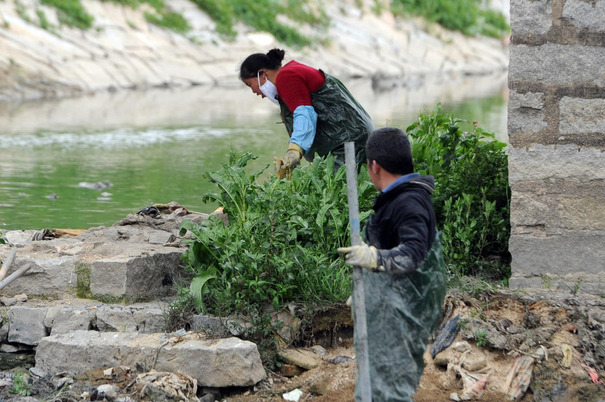 Десятки разложившихся трупов свиней обнаружены в китайской реке