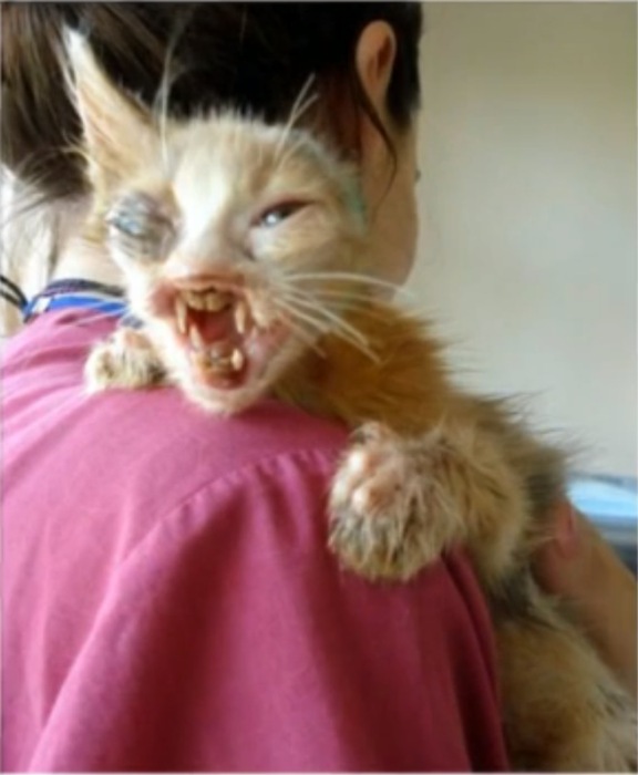 История спасения одного котенка » KorZiK.NeT - Русский развлекательный  портал