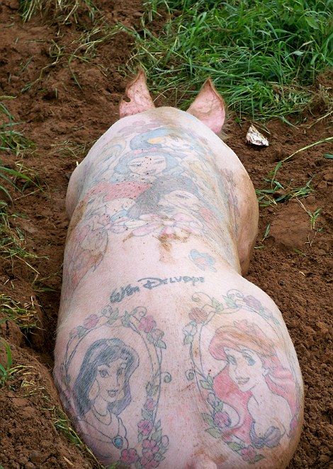 Татуированные свиньи - весьма прибыльный бизнес