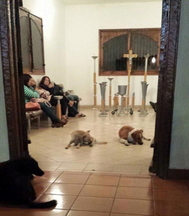Собаки пришли на похороны подкармливавшей их бабушки