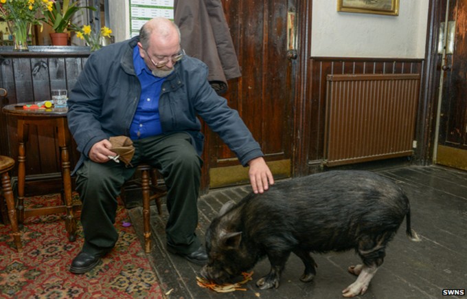 Из-за свинского поведения свинье запретили посещать паб