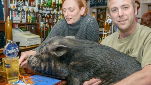 Из-за свинского поведения свинье запретили посещать паб