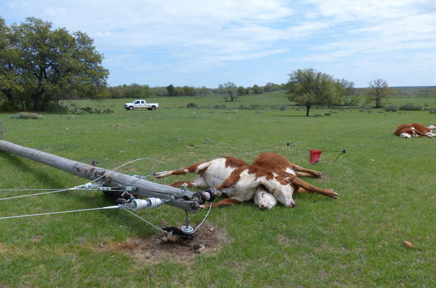 ЛЭП упала на стадо коров