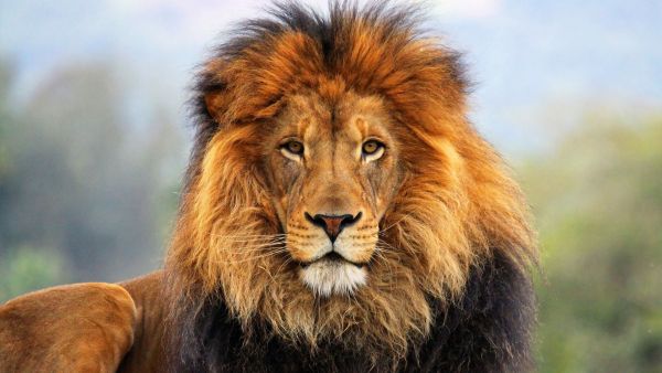 Развеем некотрые мифы о царе зверей