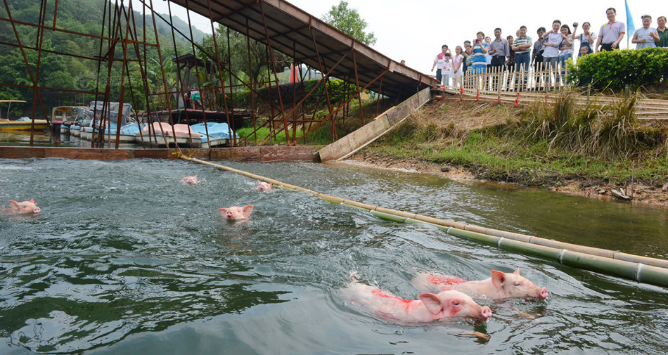 В городе Чанша прошел чемпионат по нырянию среди свиней