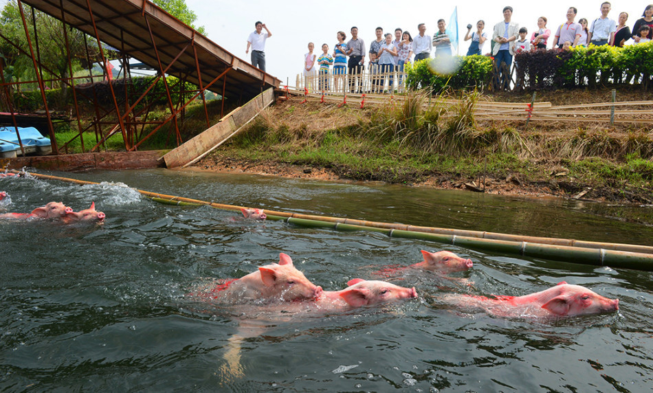 В городе Чанша прошел чемпионат по нырянию среди свиней
