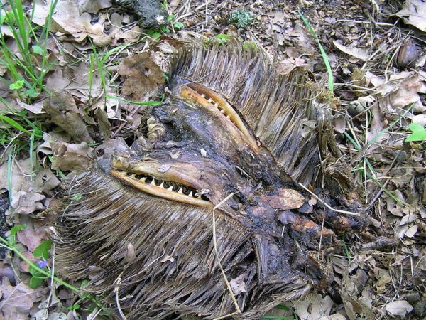 Вот такая штука найдена в лесу под Киевом. Что бы это могло быть?