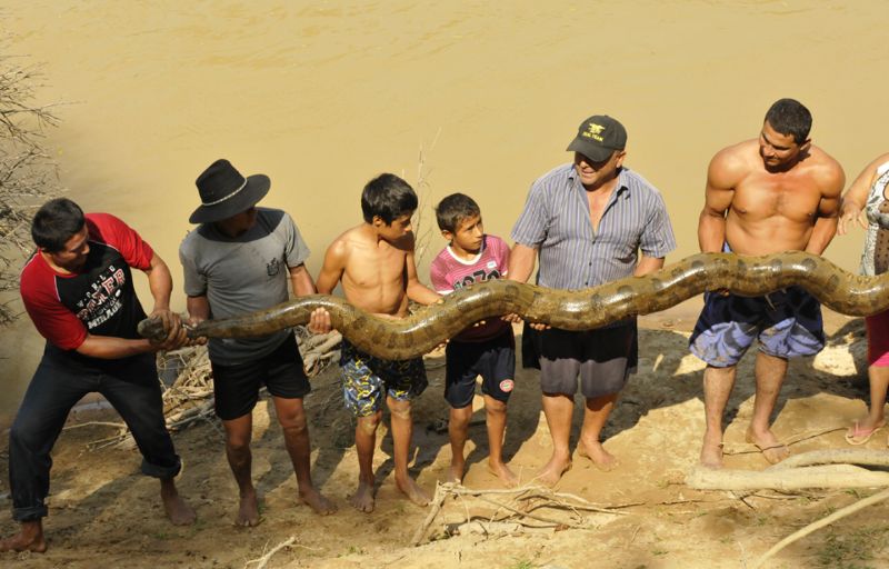Спасение пятиметровой анаконды, прятавшейся за домиков туристов-пенсионеров