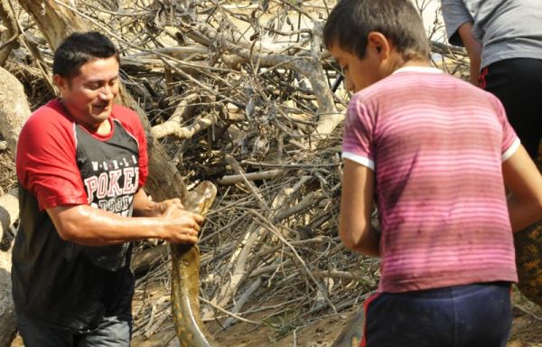 Спасение пятиметровой анаконды, прятавшейся за домиков туристов-пенсионеров