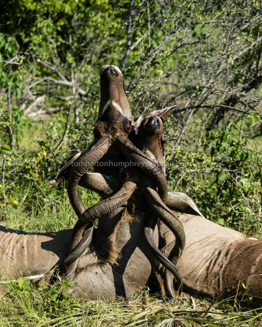 Антилопы куду погибли сцепившись завитыми рогами