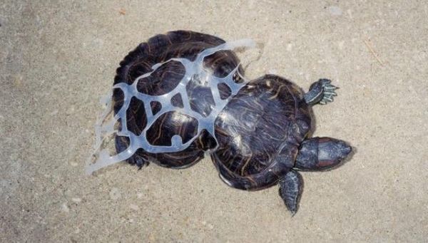 Черепаха, освобожденная из пластиковой упаковки от пива