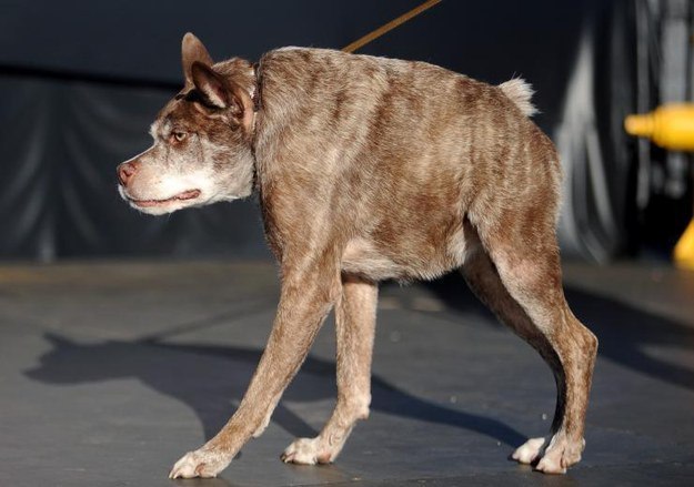Собачка по имени Квази Модо получила награду самой некрасивой собаки мира