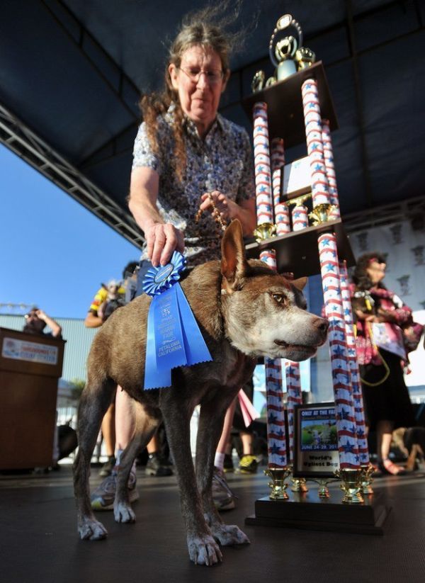 Собачка по имени Квази Модо получила награду самой некрасивой собаки мира