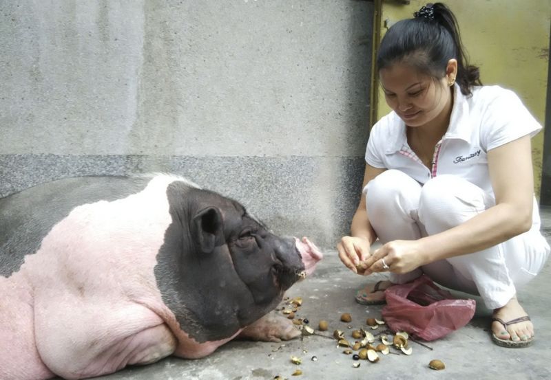 Женщина купила в зоомагазине милую декоративную свинку