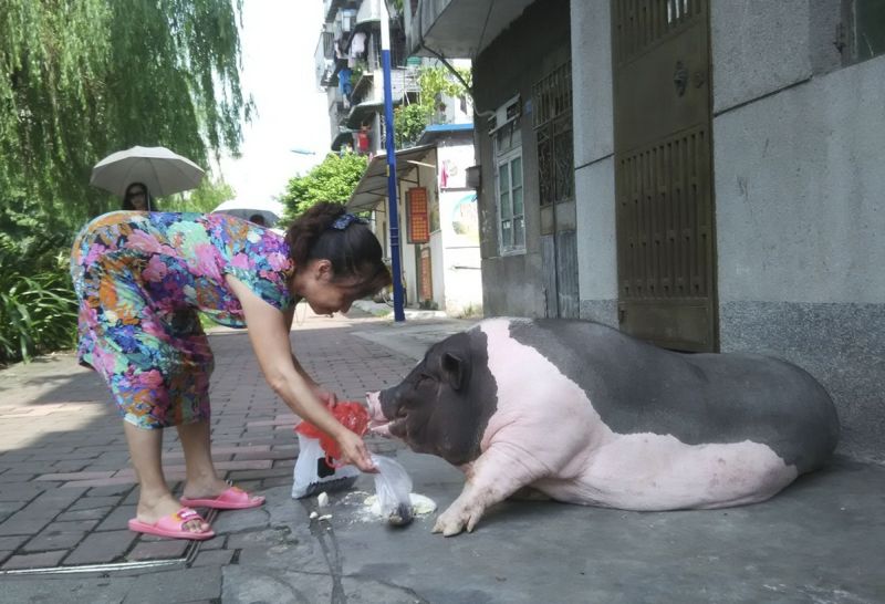 Женщина купила в зоомагазине милую декоративную свинку