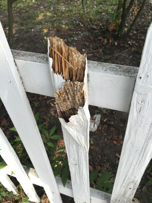 Термиты втихаря съели забор изнутри