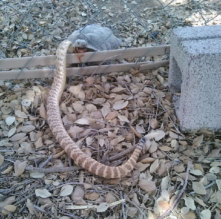 Пока мы прогуливали уроки зоологии, простая земноводная черепаха убила гремучую змею