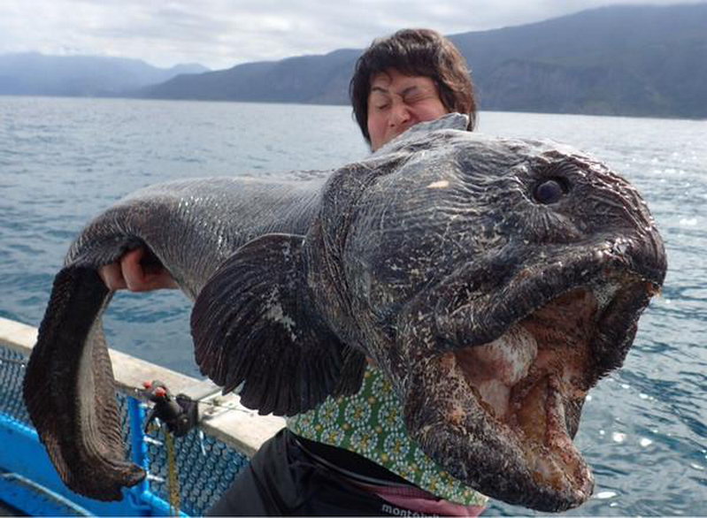 Результат рыбалки на севере Японии