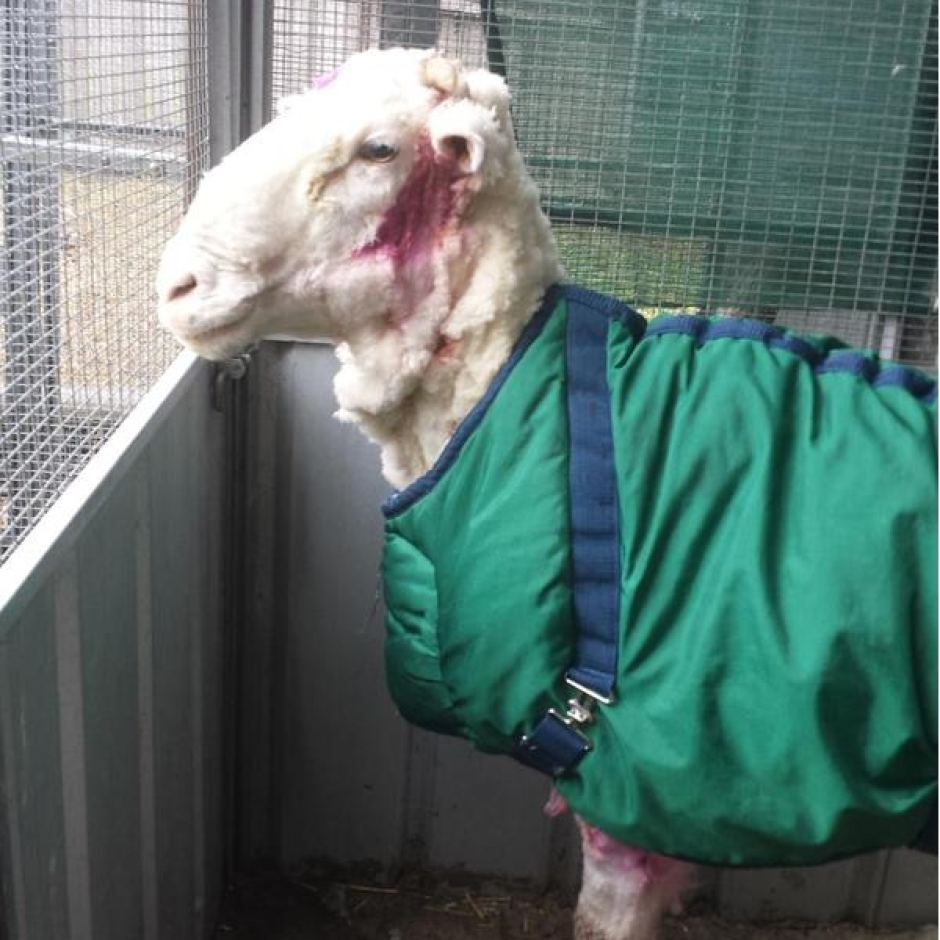 С заросшей австралийской овцы состригли шерсти на 30 свитеров