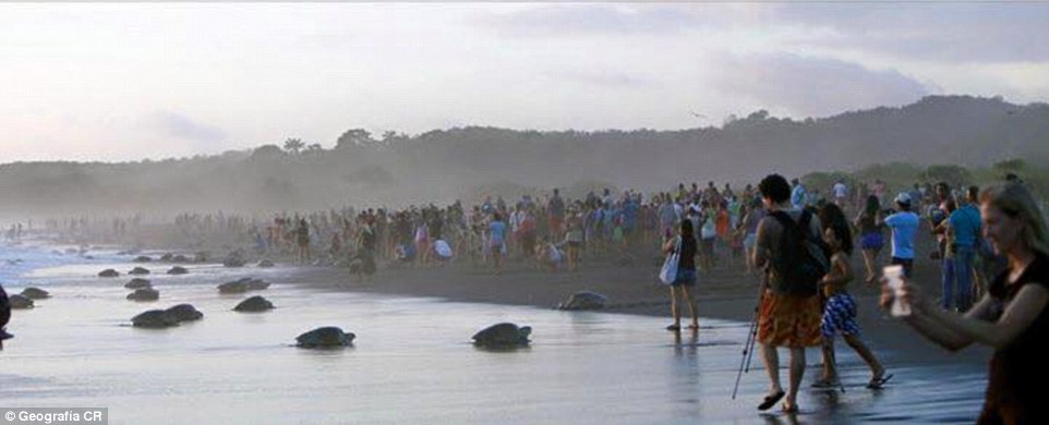 В Коста-Рике люди помешали черепахам отложить яйца