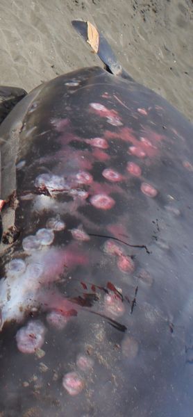 Бразильская светящаяся акула оставляет в теле глубокие дырки