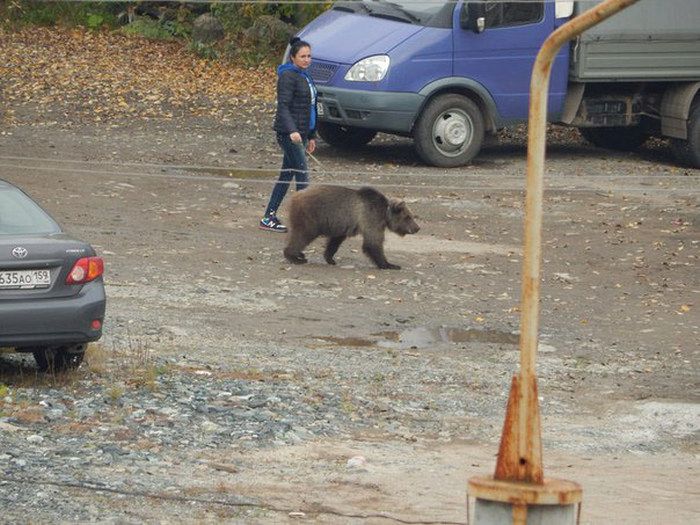 Пермская девушка выгуливает ручного медведя