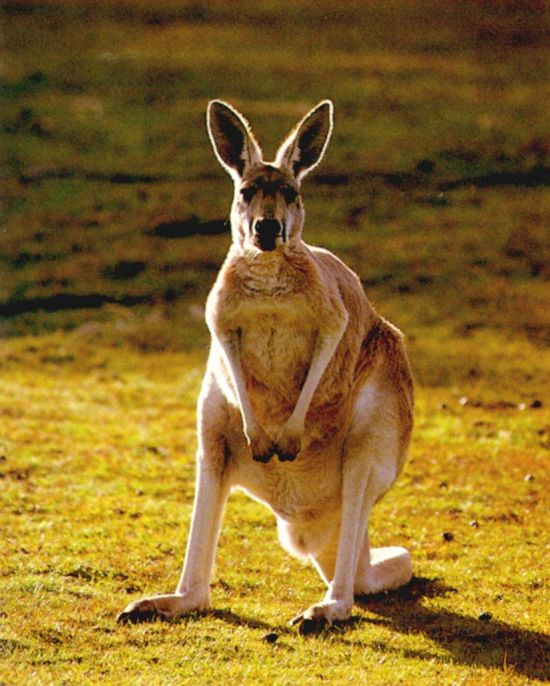 Австралия. Не кормите диких кенгуру