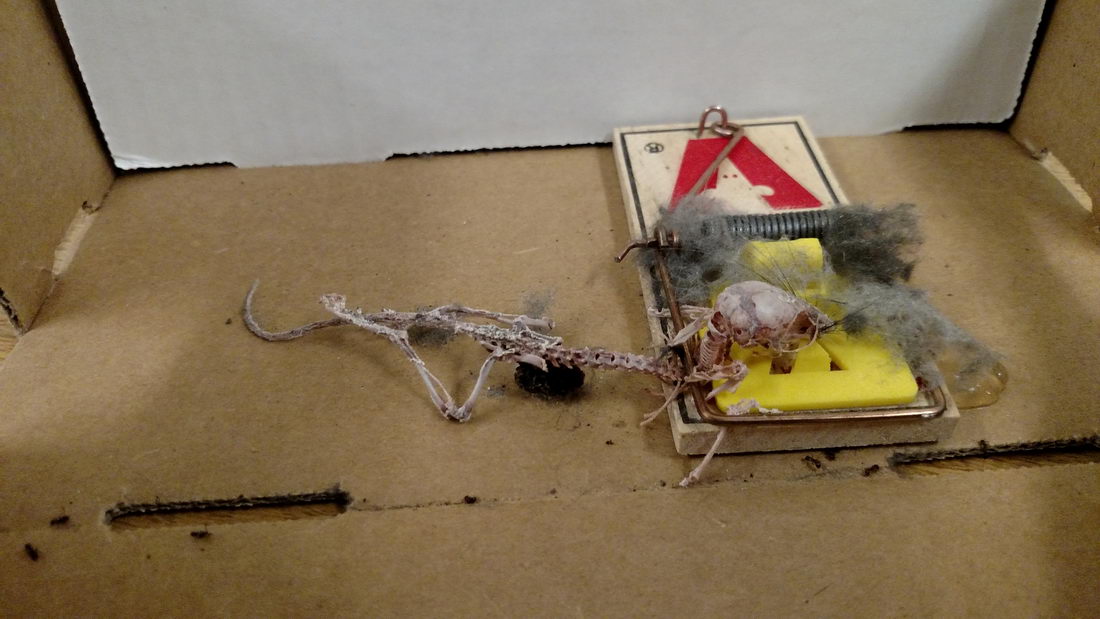 Муравьи за 48 часов изготовили анатомический скелет домовой мыши