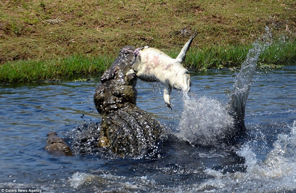 Турист заснял трапезу крокодила-каннибала