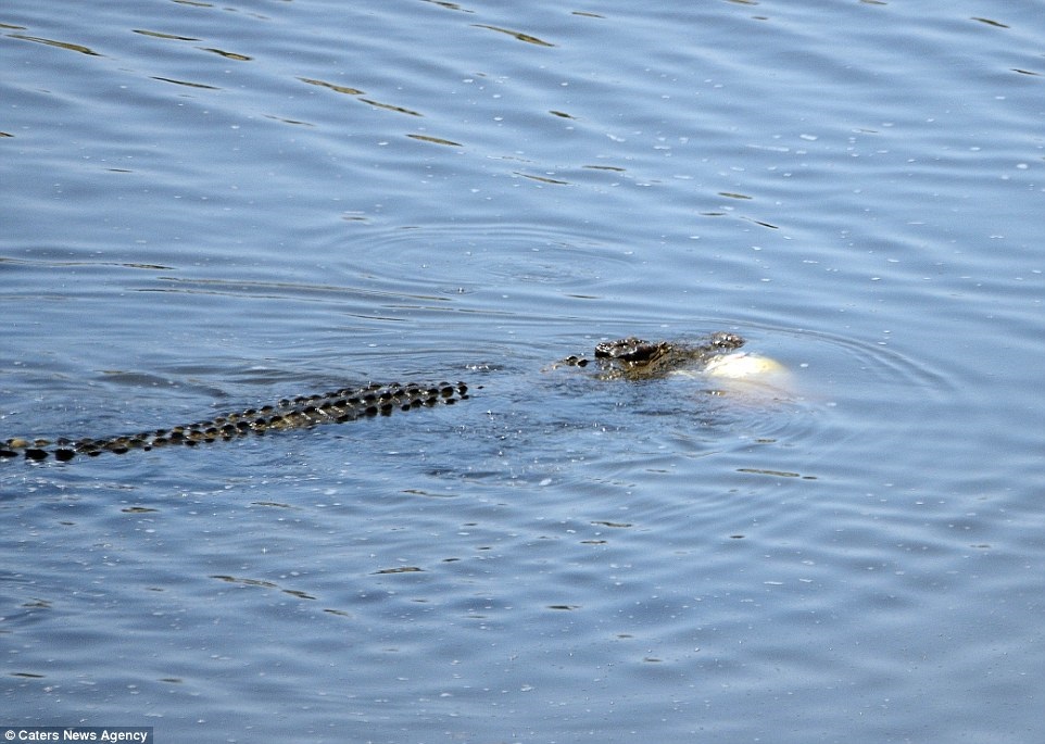 Турист заснял трапезу крокодила-каннибала