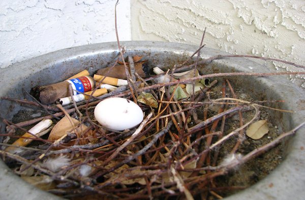 Окурки в гнездах как средство защиты от паразитов