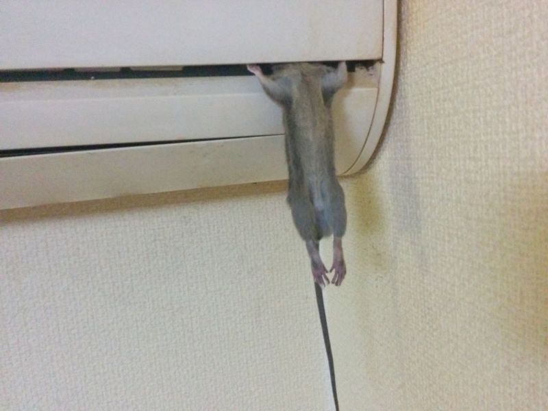 Крысы предпочитают вешаться не в холодильниках, а на кондиционерах