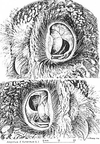 Заглянув в уши совы, можно увидеть глаза совы с обратной стороны совы