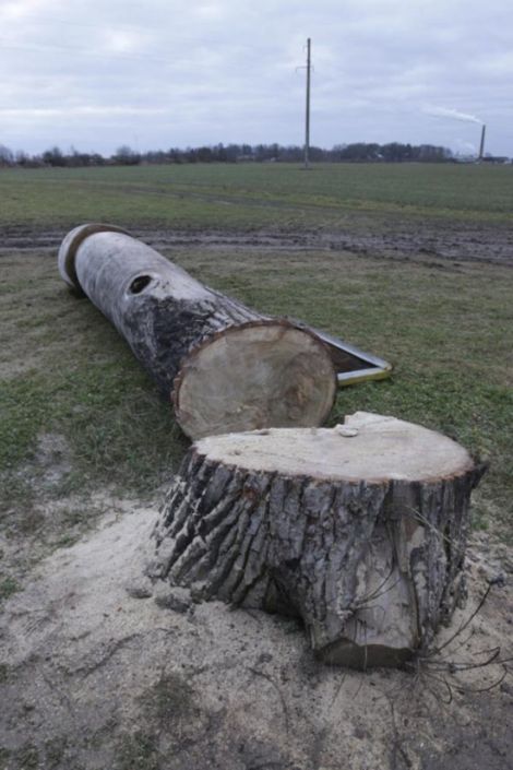 В Эстонии неизвестные спилили огромный деревянный монумент-фаллос