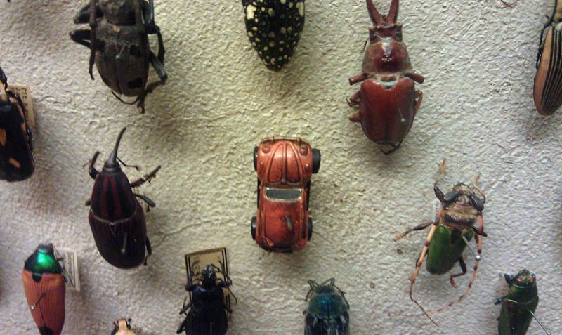 "Очень редкий" экземпляр в коллекции жуков