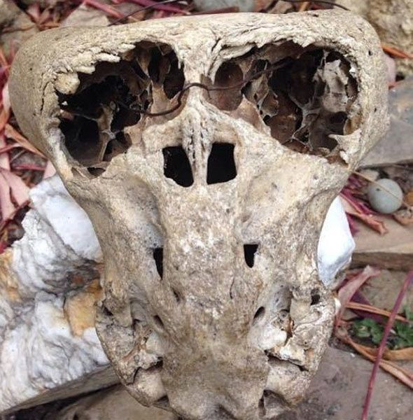 Черепа неизвестных существ из коллекции тайного сообщества СС, найденной в Адыгее