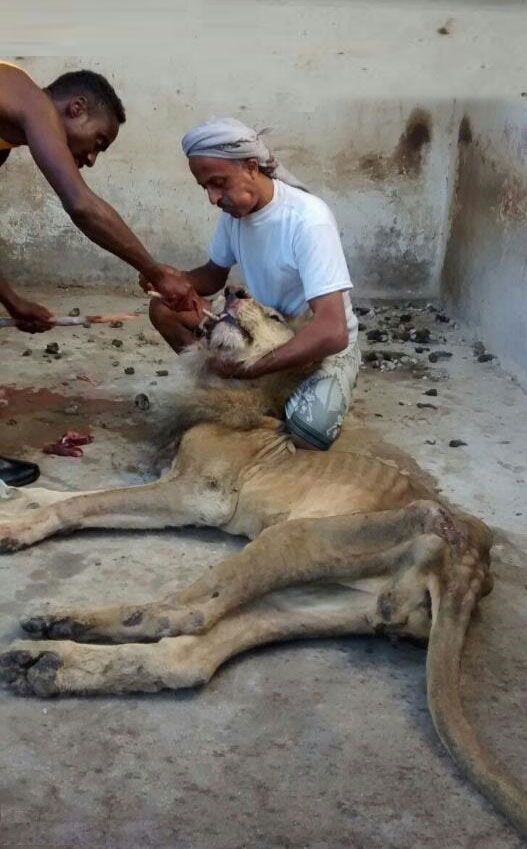 Львы в зоопарке охваченного войной Йемена