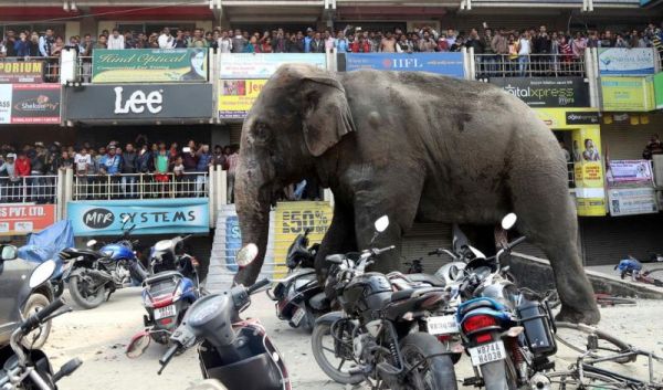 Буйный слон устроил дебош в индийском городе