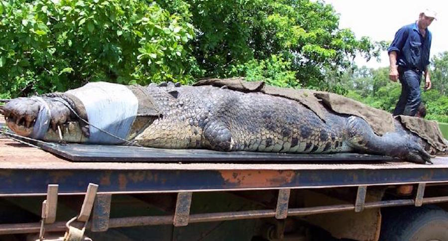 В Австралии рыбаки поймали крокодила гигантских размеров